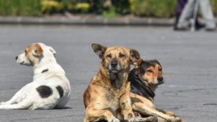 Condenaron a una mujer a pagar más de $20 millones tras el feroz ataque de sus perros en Bariloche