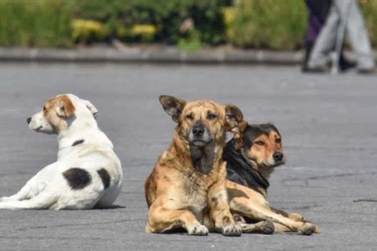 Condenaron a una mujer a pagar más de $20 millones tras el feroz ataque de sus perros en Bariloche