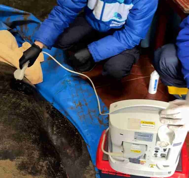 Indignación por la muerte de un lobo marino en Santa Teresita: investigan si fue baleado por pescadores