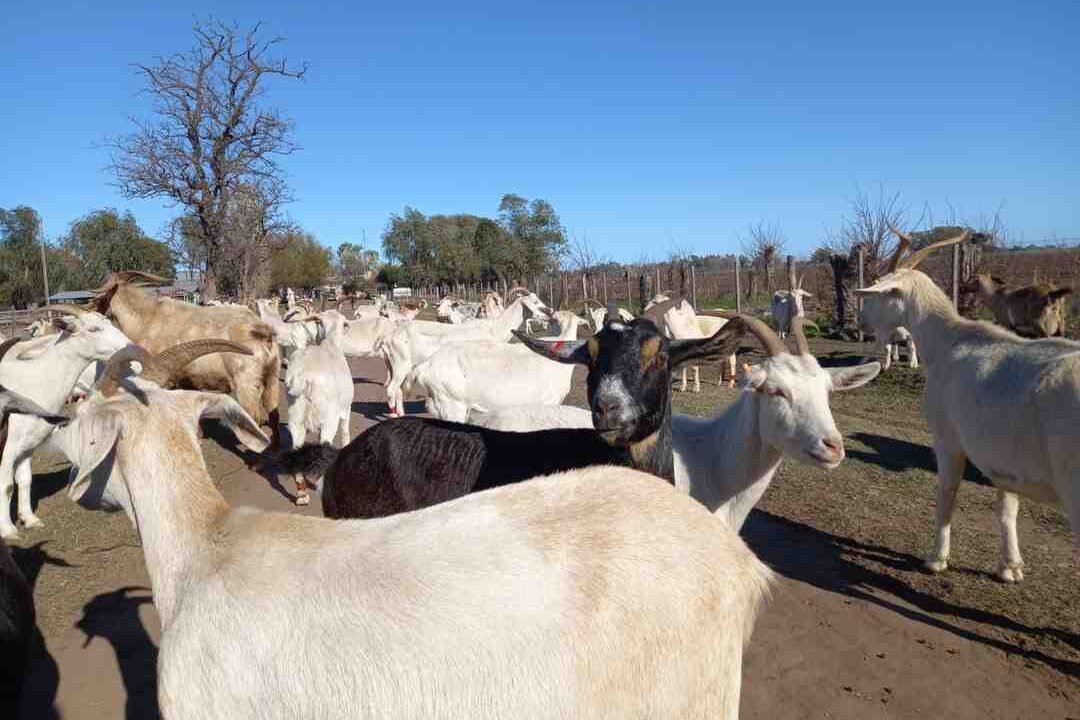 Talavera: tres hombres fueron imputados por el robo de animales en un corral