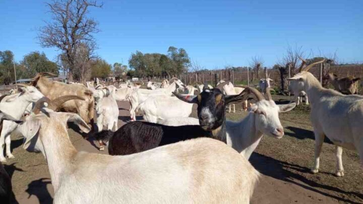 Talavera: tres hombres fueron imputados por el robo de animales en un corral