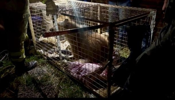 Rescataron a un aguará guazú que deambulaba por las calles de Villa Santa Rosa