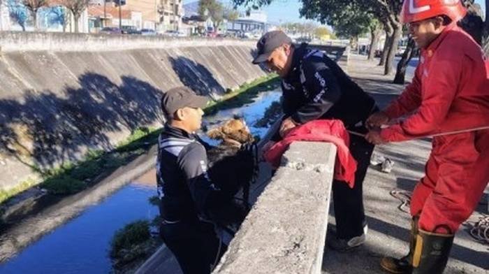 rescate perro Salta Rescataron había quedado atrapado canal