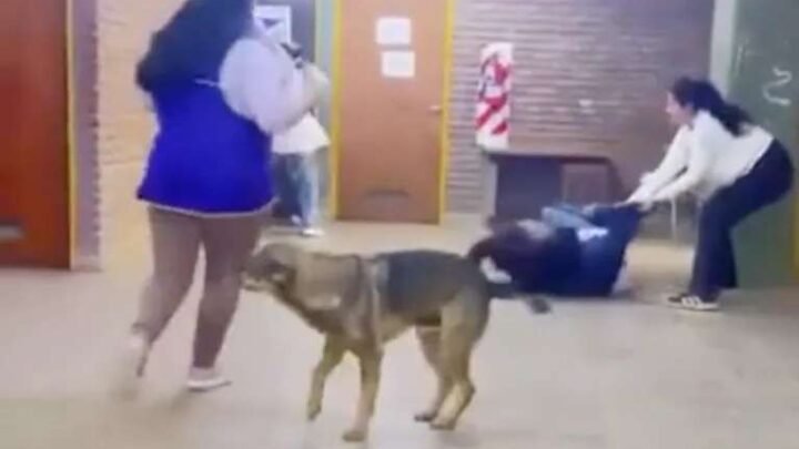 pelea colegio Plaza Huincul Escándalo cuatro alumnas enfrentaron