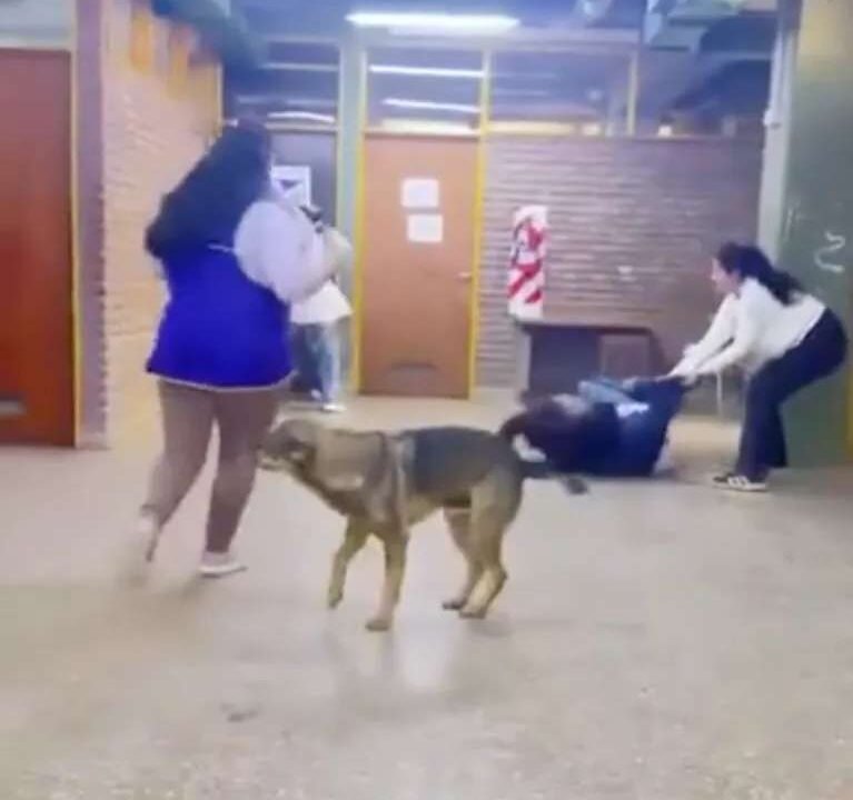pelea colegio Plaza Huincul Escándalo cuatro alumnas enfrentaron