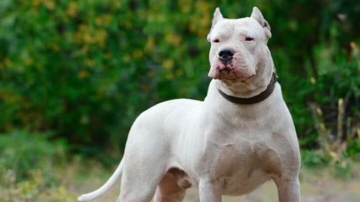 ataque de perro General Pico niño 5 años fue atacado dogo vía
