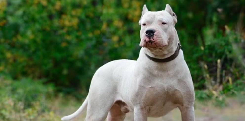 ataque de perro General Pico niño 5 años fue atacado dogo vía
