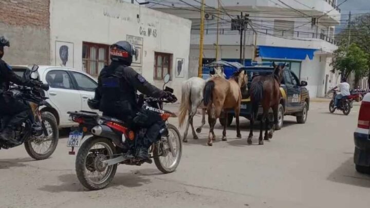 animales sueltos en Embarcación