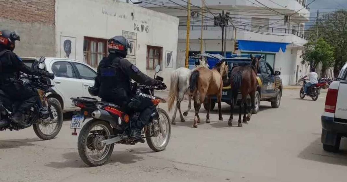 animales sueltos en Embarcación