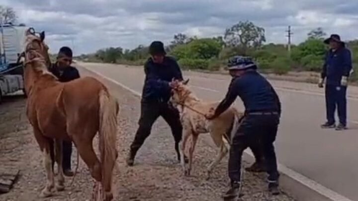 caballos sueltos