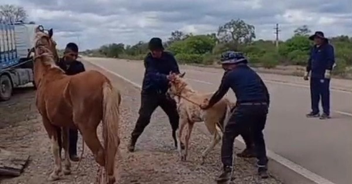 caballos sueltos