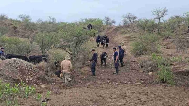animales sueltos ruta 28