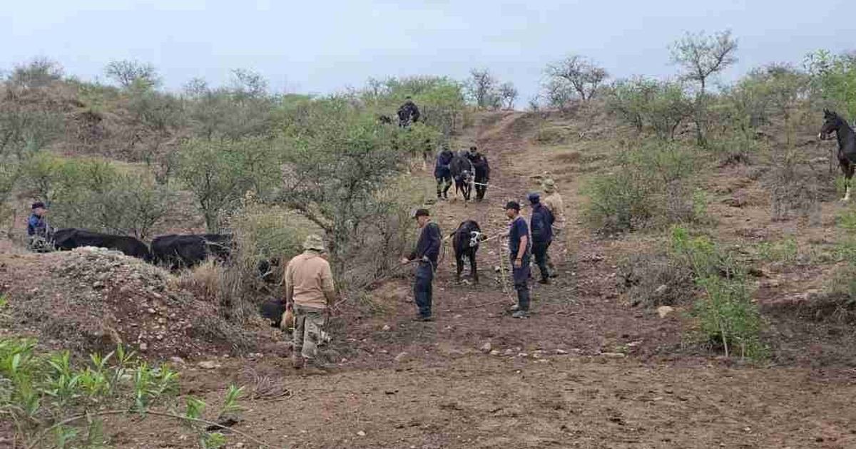 animales sueltos ruta 28