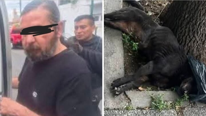 maltrato animal Brutal ataque Villa Chartas destrozó mazazos
