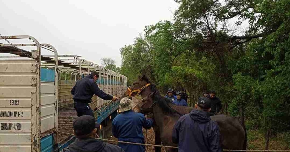 animales sueltos