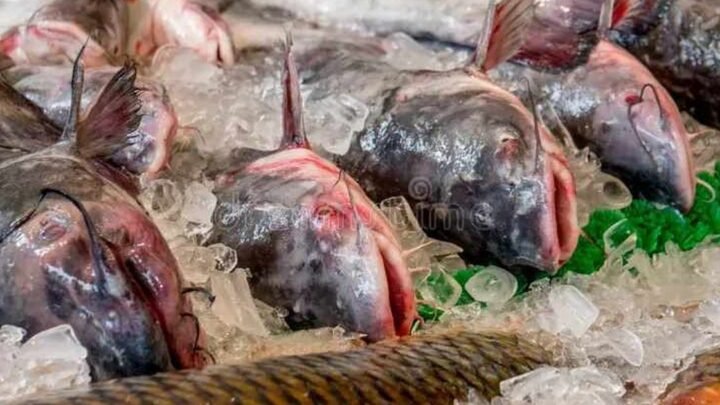 Semana del Pescado