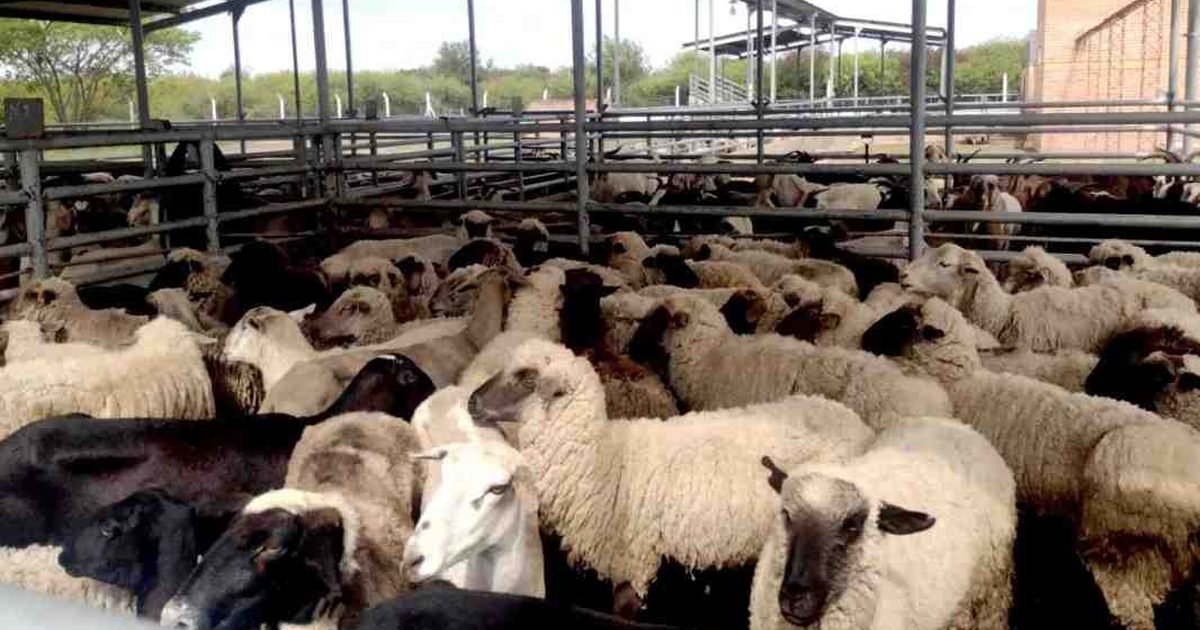 producción ovina y caprina