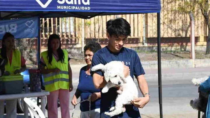 vacunación antirrábica gratuita