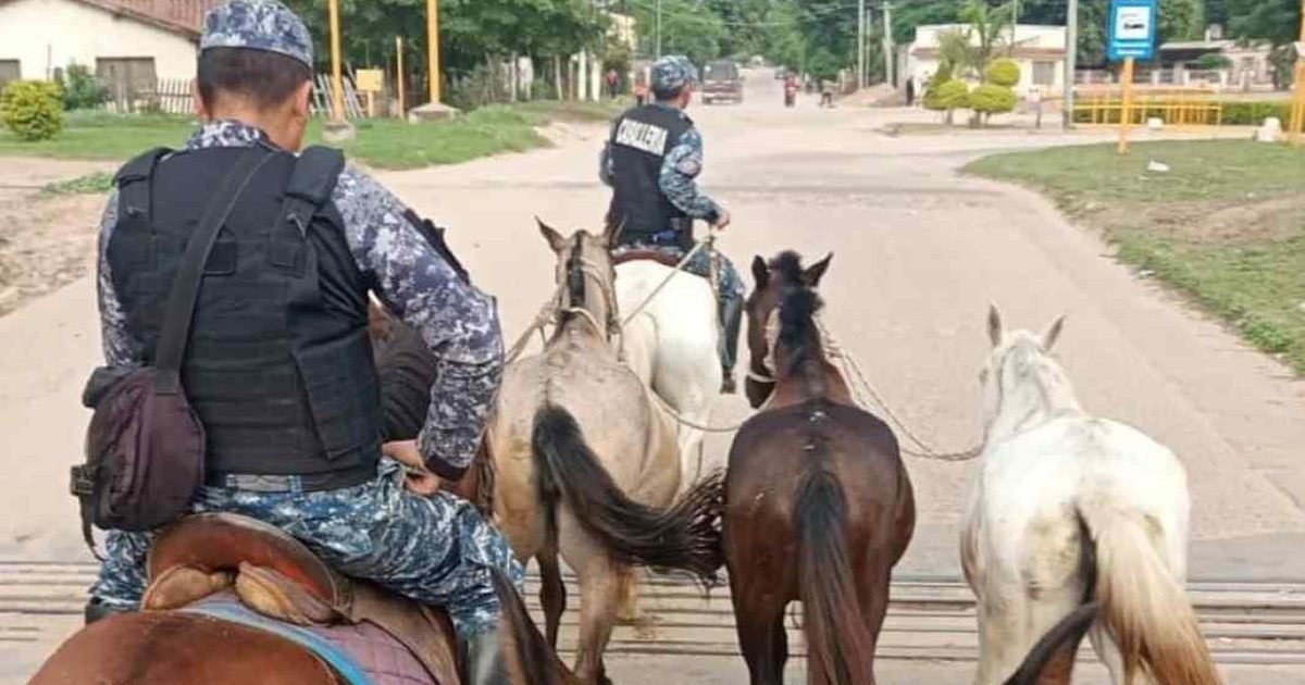 animales sueltos en Salta