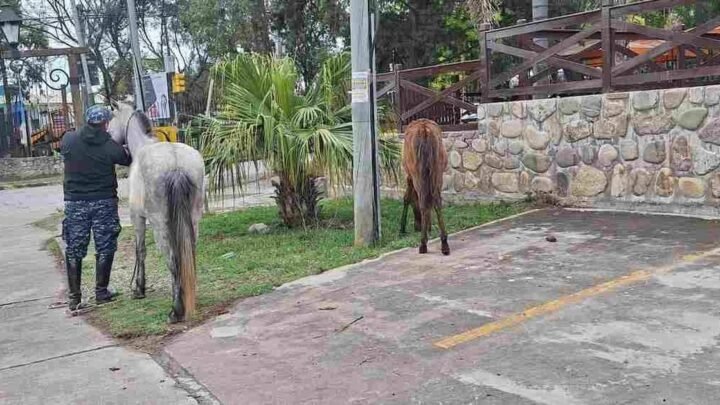 caballos sueltos