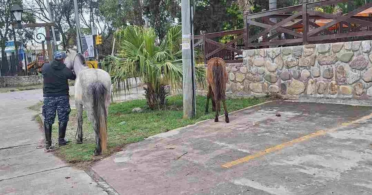 caballos sueltos
