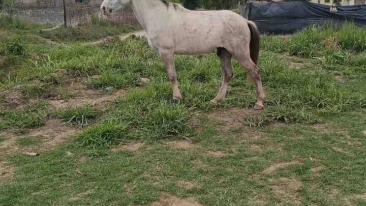 equinos sueltos