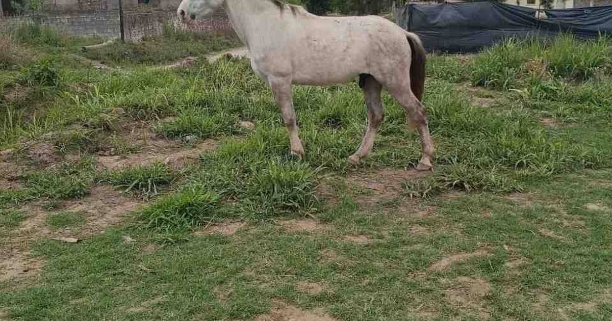 equinos sueltos