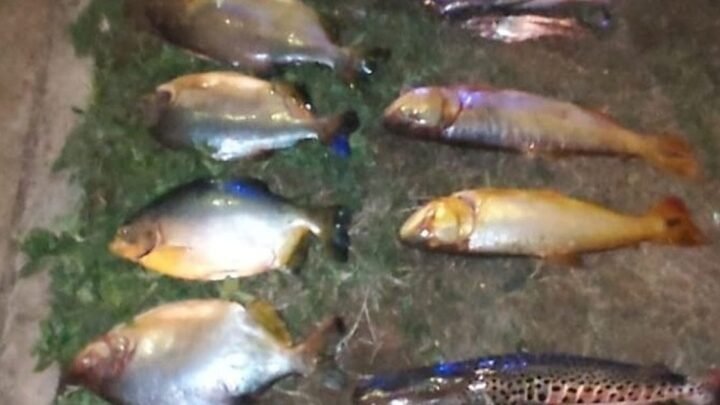 pesca ilegal en Luis Burela