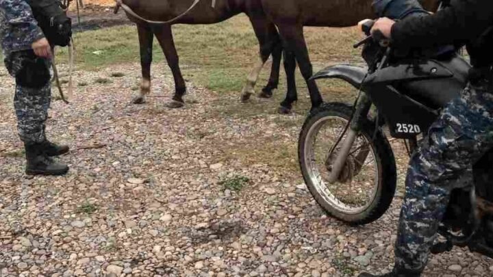 animales sueltos en Salta