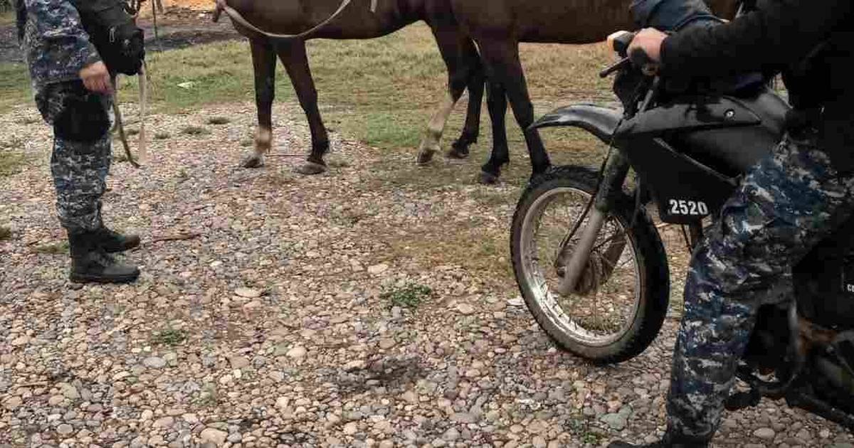 animales sueltos en Salta