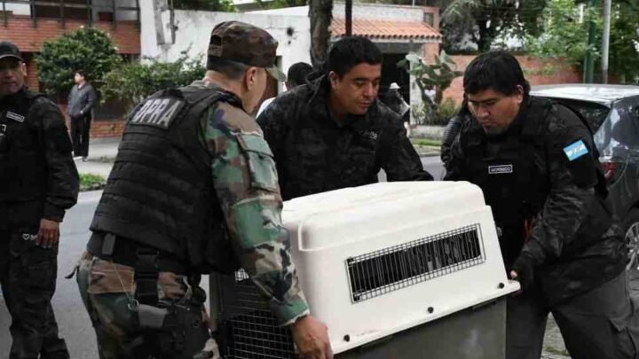 rescató a un aguilucho taguató