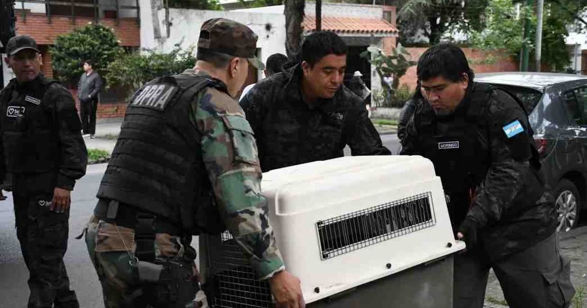 rescató a un aguilucho taguató