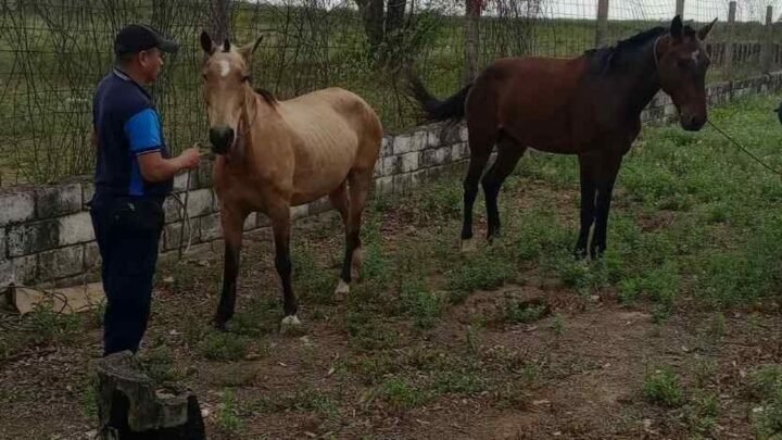 caballos sueltos en Embarcación