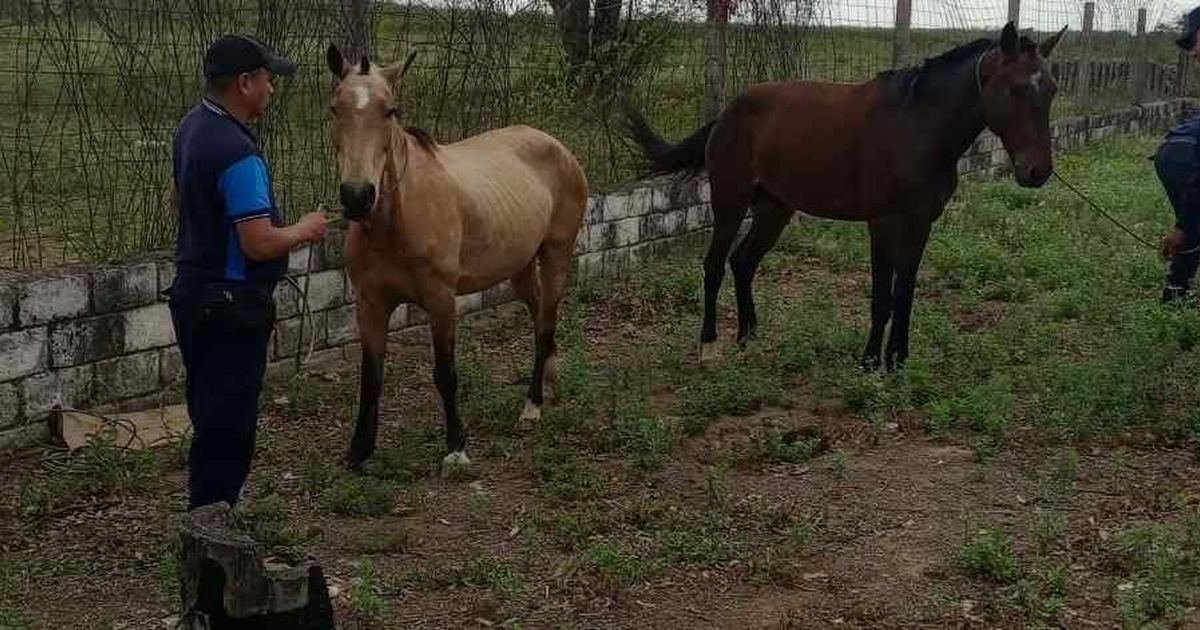 caballos sueltos en Embarcación