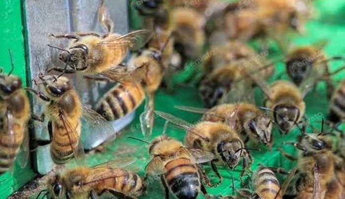ataque de abejas Cafayate Escándalo dos niñas fueron atacadas