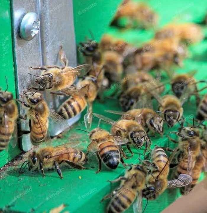 ataque de abejas Cafayate Escándalo dos niñas fueron atacadas