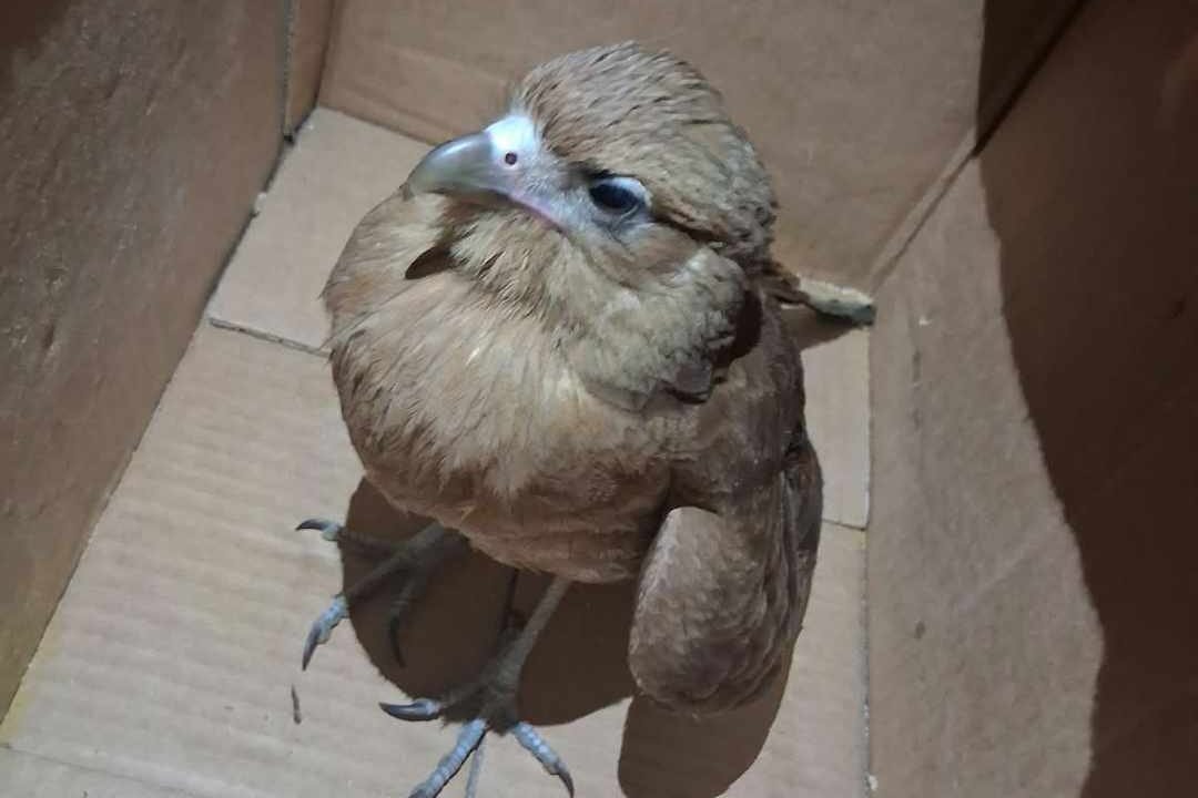 Rescataron a un aguilucho herido en Campo Quijano tras una intensa búsqueda en redes sociales