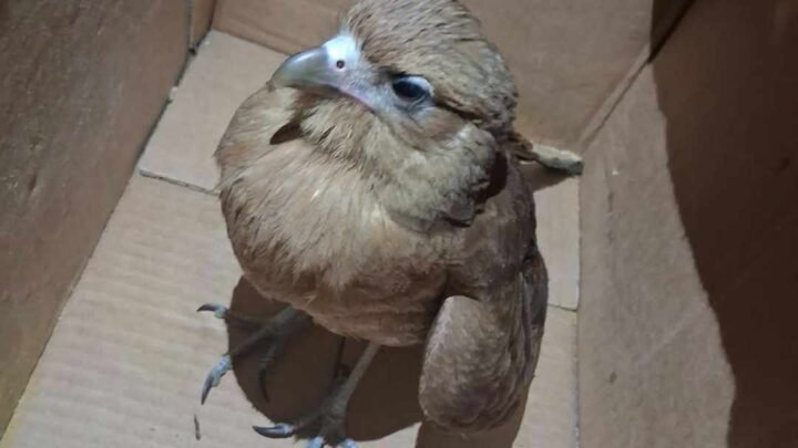 Rescataron a un aguilucho herido en Campo Quijano tras una intensa búsqueda en redes sociales