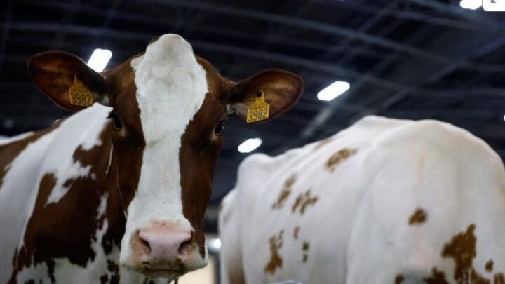 Alerta mundial: el virus Shamonda cruzó la barrera de especie y provocó una muerte en Francia