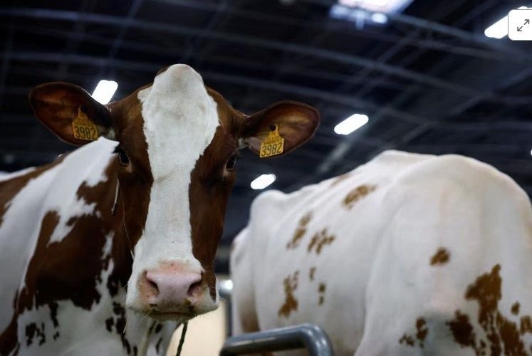 Alerta mundial: el virus Shamonda cruzó la barrera de especie y provocó una muerte en Francia