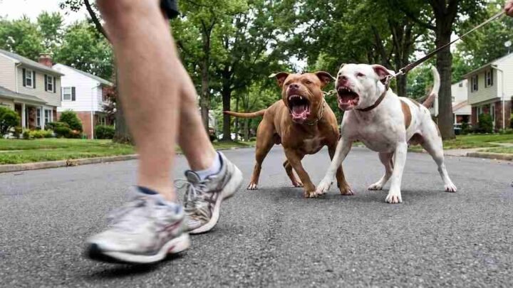 ataque pitbull La Plata Brutal dos mujer terminó internada heridas graves