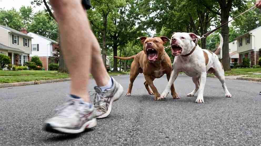 ataque pitbull La Plata Brutal dos mujer terminó internada heridas graves