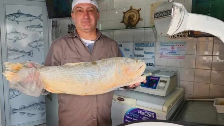 Semana del Pescado