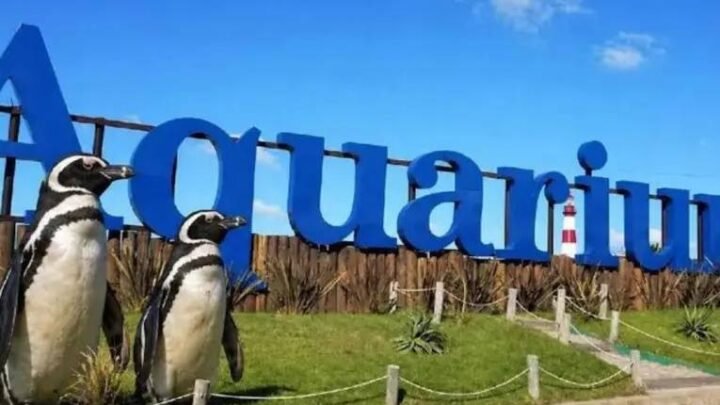 El Aquarium de Mar del Plata vendió sus últimos cuatro pingüinos y entregará el predio tras el cierre