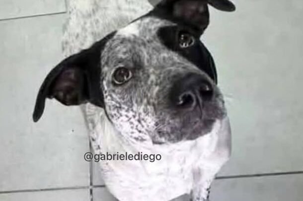 Floresta: un policía mató a una perrita callejera que había sido abandonada hace dos meses en la comisaría