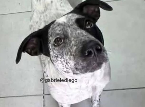 Floresta: un policía mató a una perrita callejera que había sido abandonada hace dos meses en la comisaría