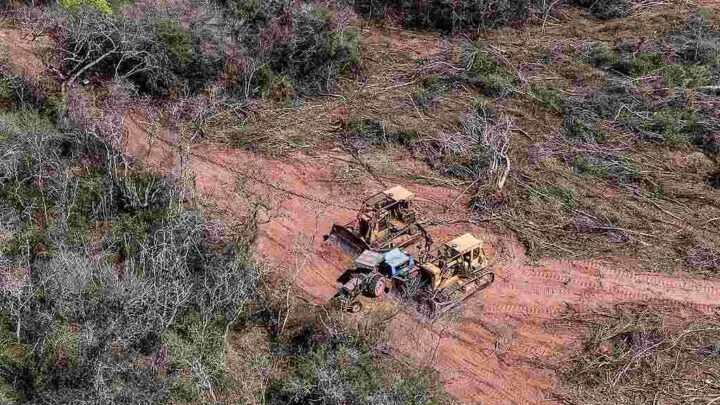 Greenpeace denunció un ecocidio en Tartagal: arrasan con bosques nativos y territorios wichí