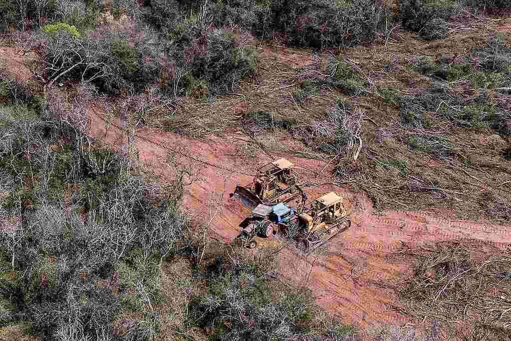 Greenpeace denunció un ecocidio en Tartagal: arrasan con bosques nativos y territorios wichí