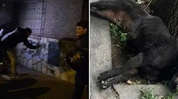 Indignación en Salta: declararon inimputable al hombre acusado de maltratar brutalmente a la perrita Negrita