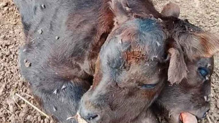 Insólito nacimiento en Entre Ríos: causó conmoción la llegada de un ternero con dos cabezas en Aldea San Rafael